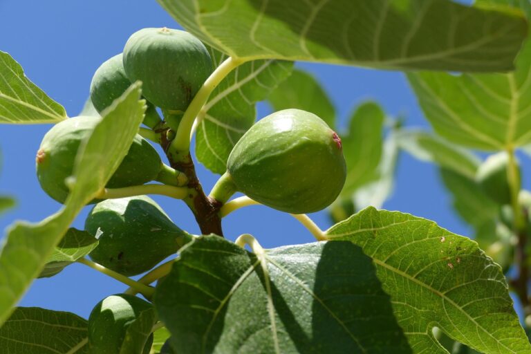 fig tree, fig, close up, fig tree, fig tree, fig tree, fig tree, fig, fig, fig, fig, fig