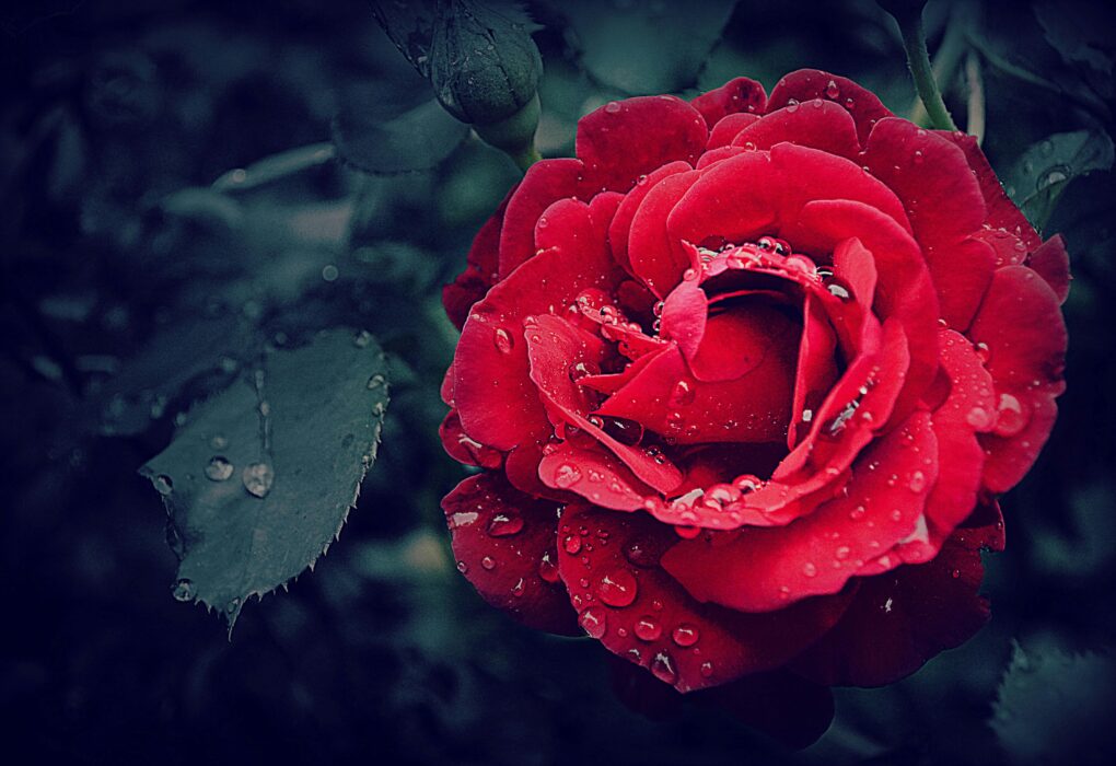 Close-up of a vibrant red rose adorned with fresh dewdrops, capturing natural beauty.