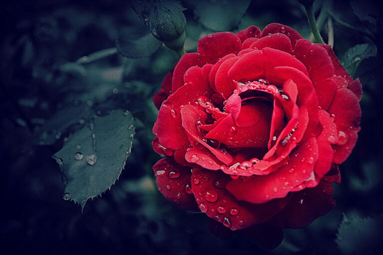 Close-up of a vibrant red rose adorned with fresh dewdrops, capturing natural beauty.